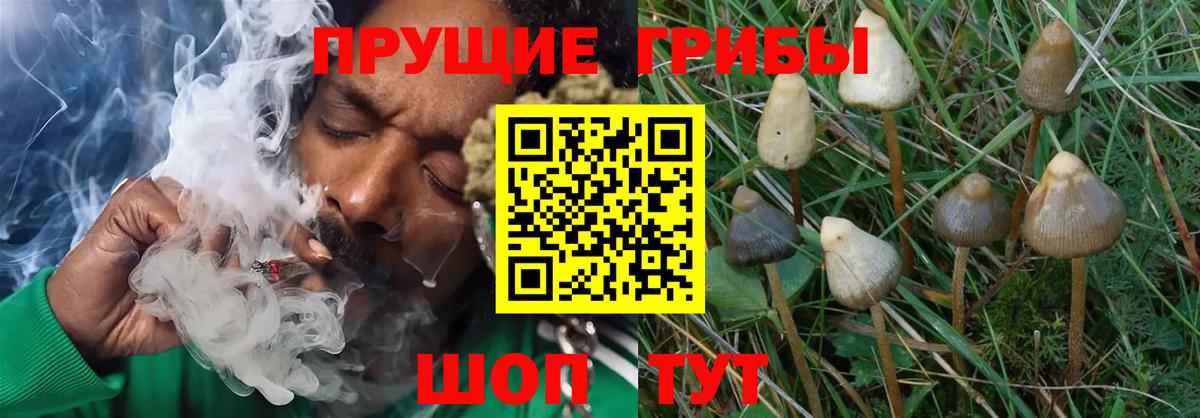 Псилоцибиновые грибы GOLDEN TEACHER  Вход с VPN  Калуга  Псилоцибиновые грибы MAGIC MUSHROOMS 
